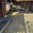 للبيع رفيد جذعه وثنيه جرومها كفو