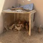 دجاج بلدي بياض العدد 10