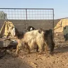 معزا دفيع رباع وجذعه