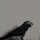 ببغاء كاسكو غيني اليف ملك كلام ما شاء الله لأهل التميز