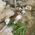 وبران بلدي و انجليزي للبيع
