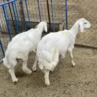 اضاحي للبيع