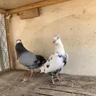 حمام قلابي منتج