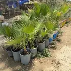 شتلات زراعيه 9