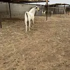 للبيع فحل بيشي صنف الصنف