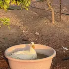بطه وديك رومي
