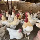 دجاج لوهمان