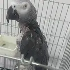 للبيع كاسكو ب 1500 متكلم