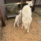 ضانه تحتها خروف خلفها مافيه حليب