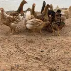 صوص دجاج امريكي هجين