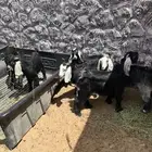 تم البيع تم البيع