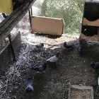 صنعاني شيبه صوت ناعم واحجام صغيره