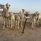 ابل عشاير ولقحات