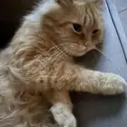 قطي مفقود