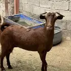 معزا حص صنف كفو