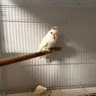 جور روز منتج