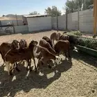 سواكني تربية