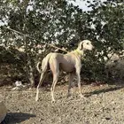 سلقه عربيه للبدل