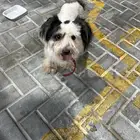 كلب من نوع shih tzu