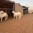 طلي حري صنف