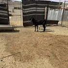 نعجه والد ورخل نجديه