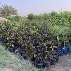 شتلات اشجار زينة