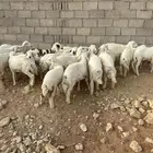 طليان للبيع