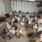 صوص بلدي