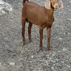 تيس مشروع