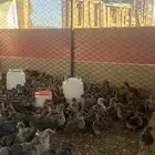 صوص دجاج فيومي شبابي