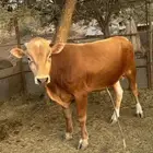 حسيل الماني وبقره بلديه