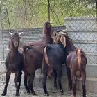 تيوس فحول للبيع   اذكروا الله