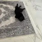 للتبني