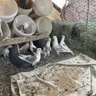حمام كفو