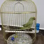 للبيع ببغا درة