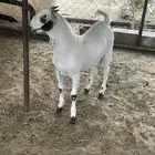 مشروع بيشي فاخر