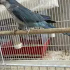 جوز كويكر ازرق منتج ( محلل بشهايد )