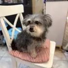 انثى يورك شاير مكس للتبني