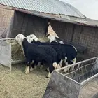 خرفان نجد خبره