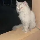 بسه بيضاء للتبني