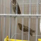 جوز كناري منتج مع عيالهم