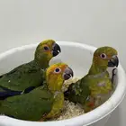 فروخ صن كنيور نهاية غر