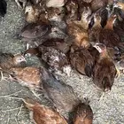 دجاج