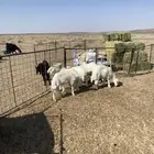 خمس خرفان حريات للبيع الموقع غرب عقلة الصقور ب 25كيلو