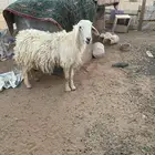 خروف فحل عيسي ثني شرط القريع