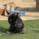 دجاج كوشن TOP