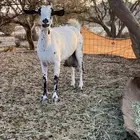 البيع معزاء نضيفه ومشروطه من كل شي وحليبه وافر