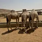 قعدان مفاريد بلديه