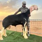 فحل نجدي