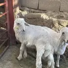 خروفين كفو نظيفه حقت ثلاجه